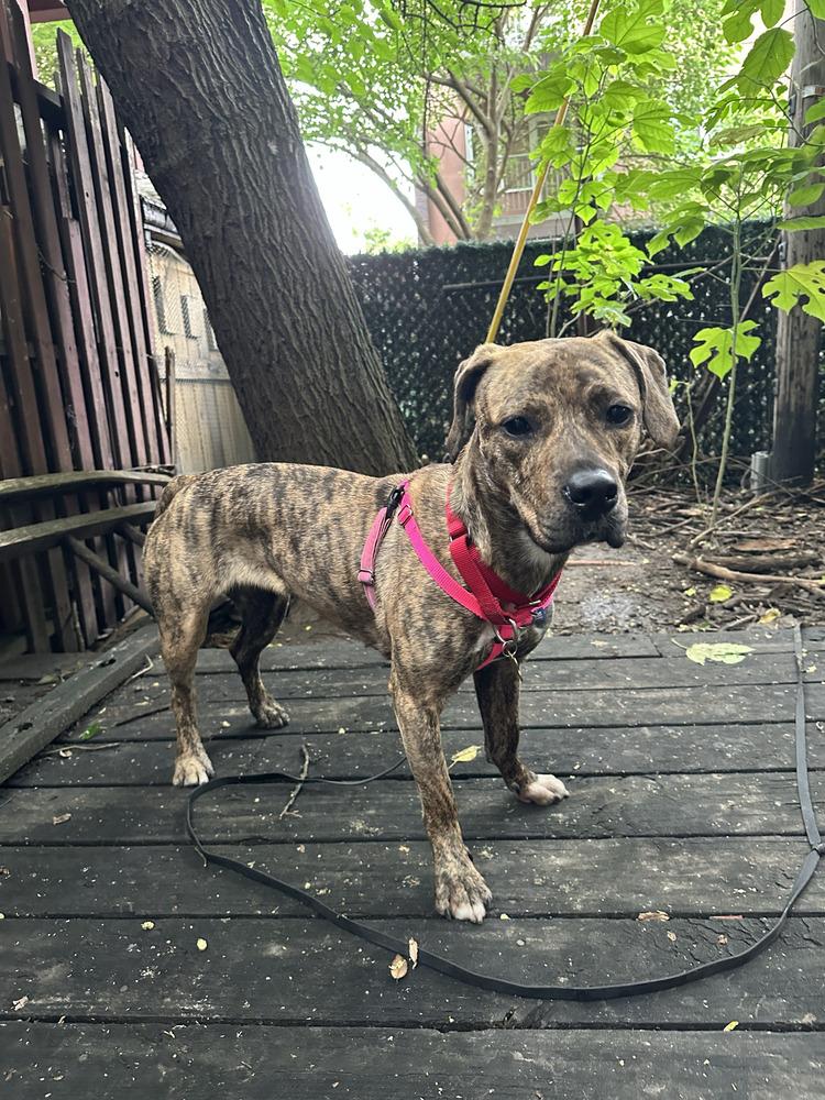 Enlarge Cookie, a Adoptable mixed breed in Billerica, MA image 5/6