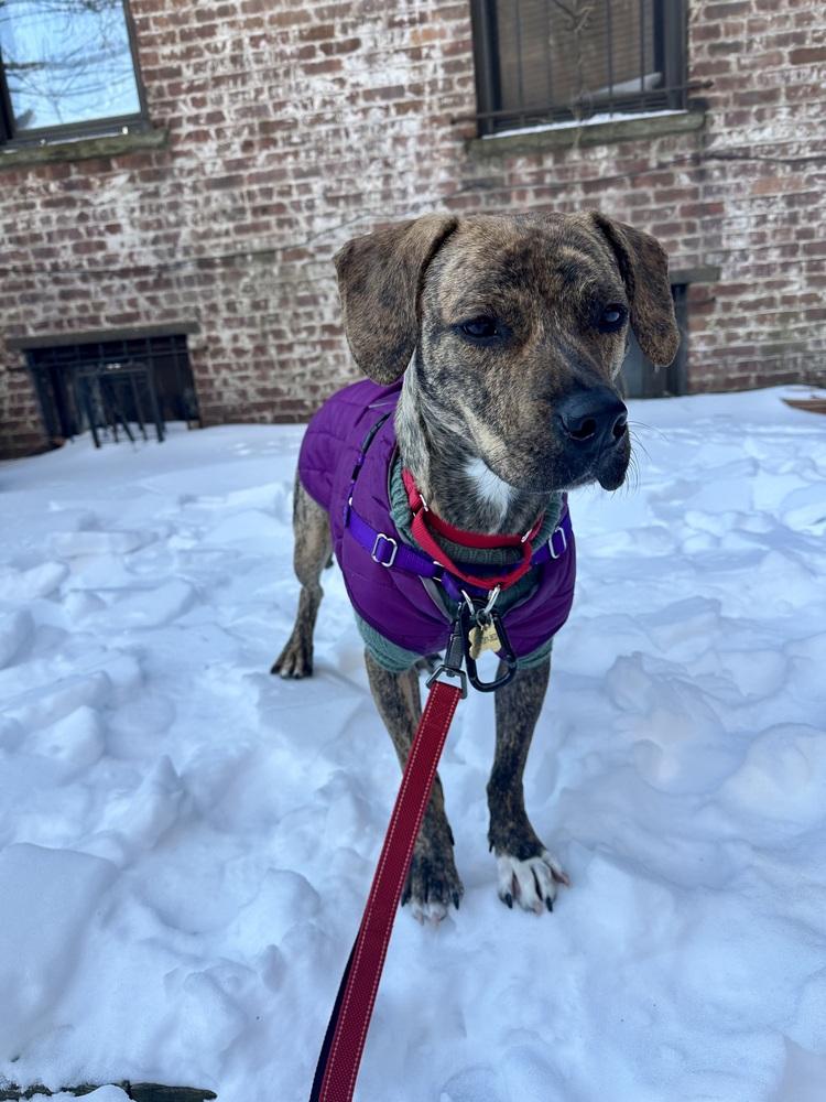 Enlarge Cookie, a Adoptable mixed breed in New York, NY image 4/6