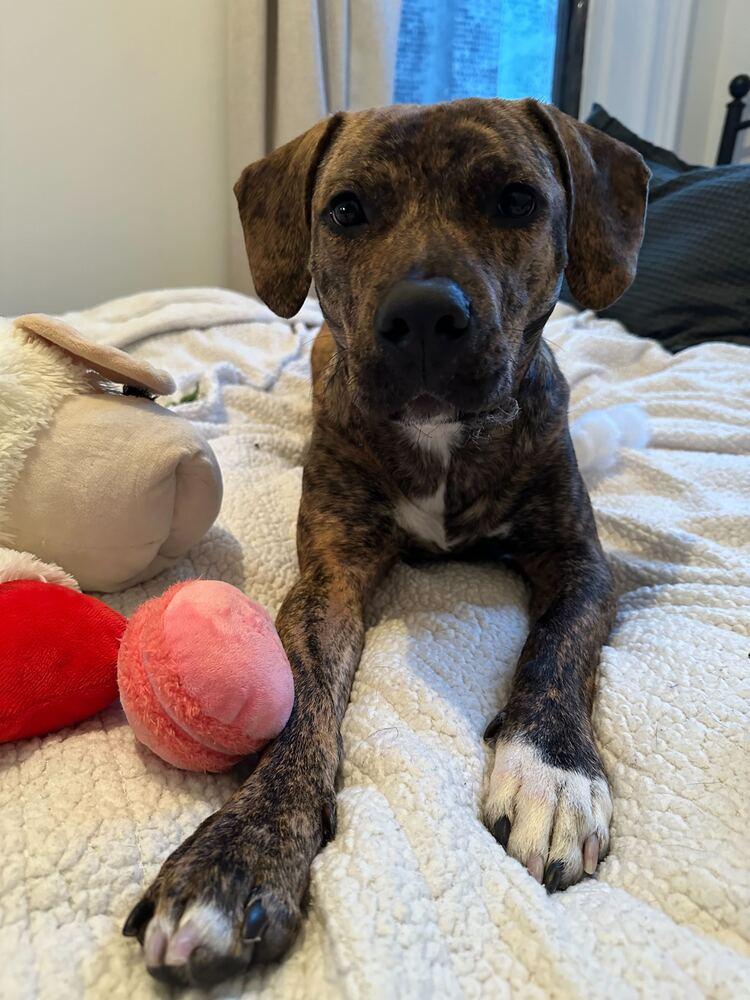 Enlarge Cookie, a Adoptable mixed breed in New York, NY image 5/6