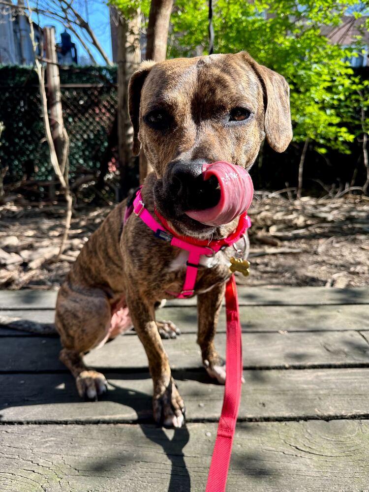 Enlarge Cookie, a Adoptable mixed breed in New York, NY image 5/6