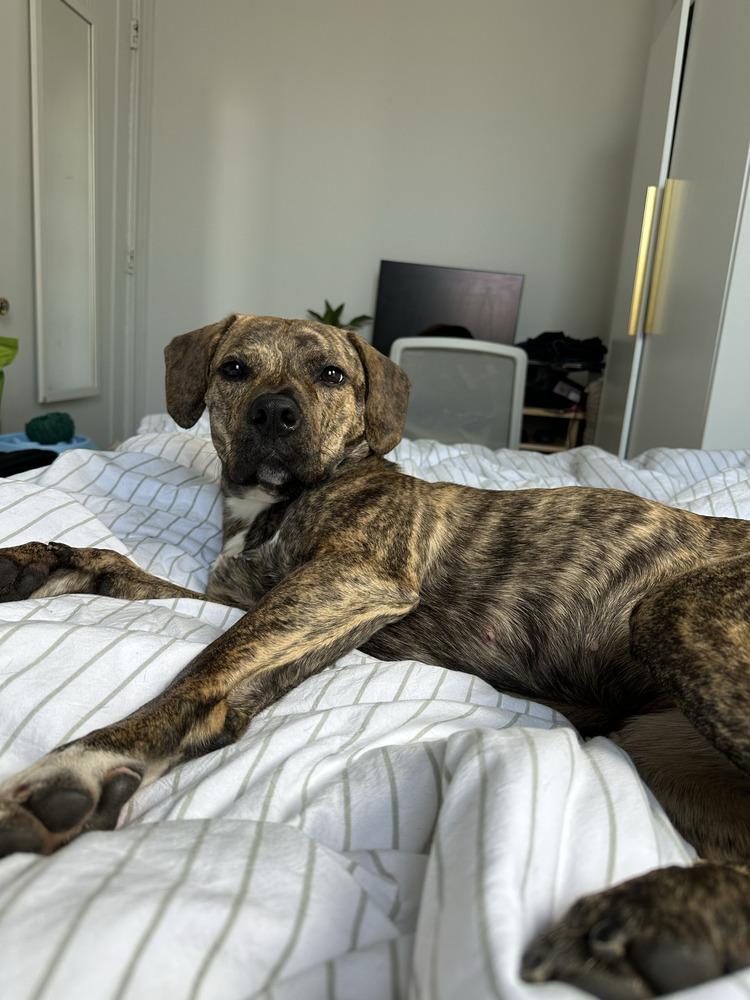 Enlarge Cookie, a Adoptable mixed breed in Billerica, MA image 6/6