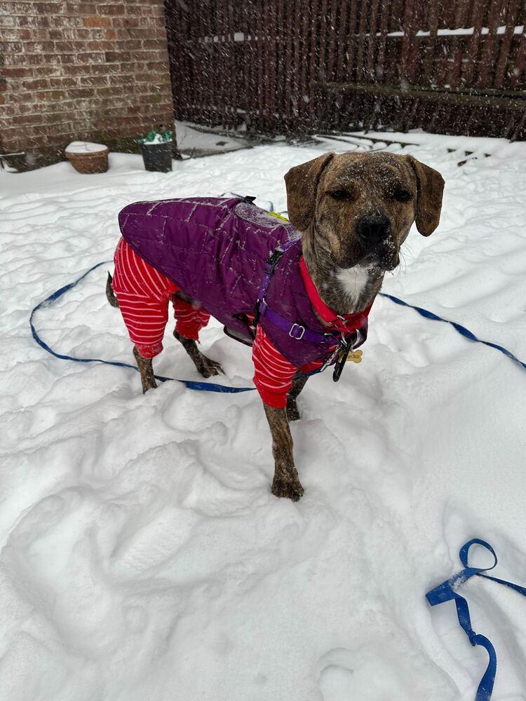 Enlarge Cookie, a Adoptable mixed breed in New York, NY image 6/6