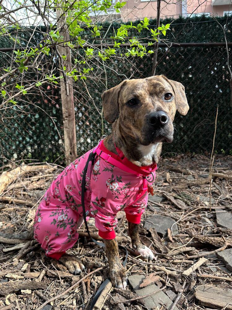 Enlarge Cookie, a Adoptable mixed breed in New York, NY image 6/6