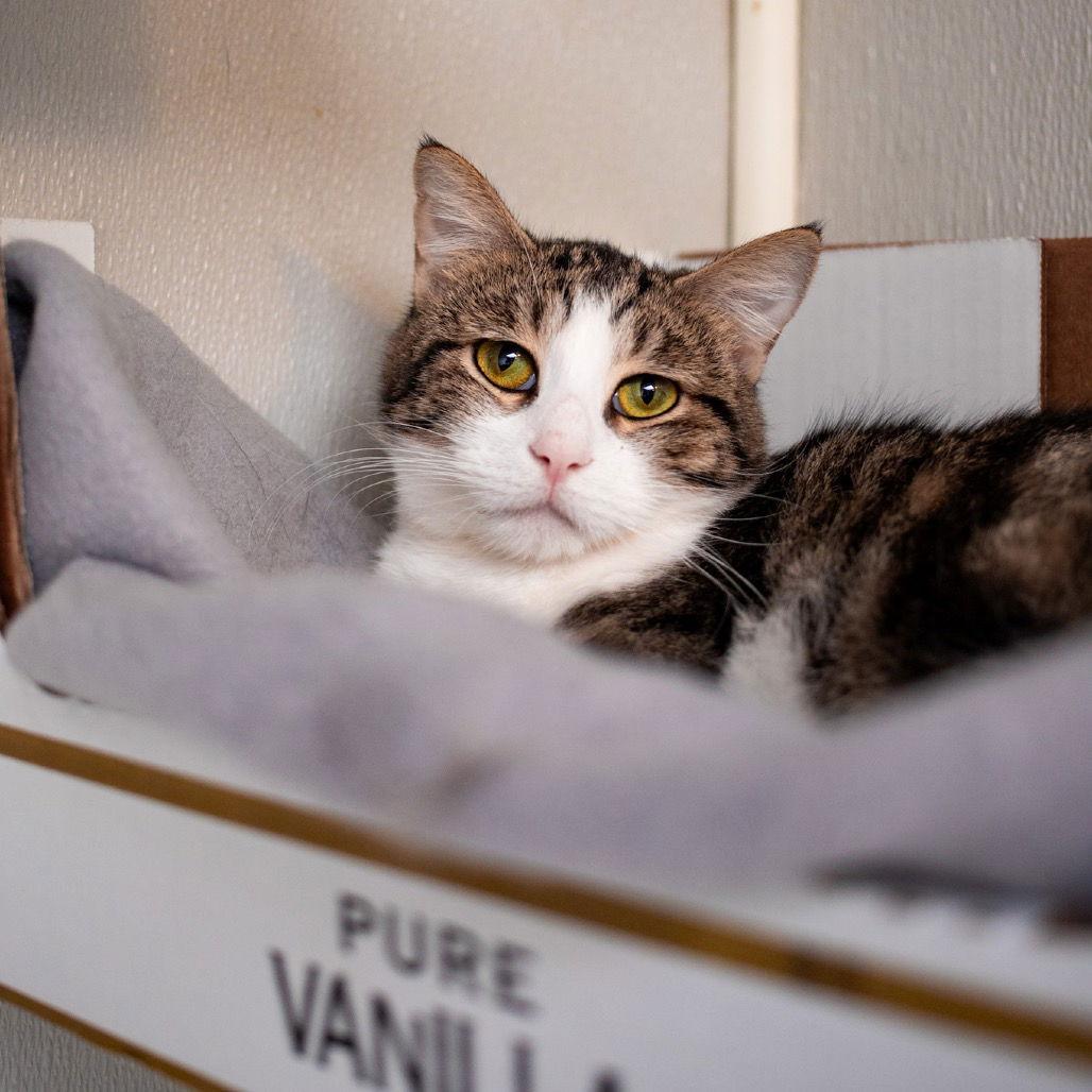 Ester, a Adoptable Domestic Short Hair in Dallas, TX image 1/3