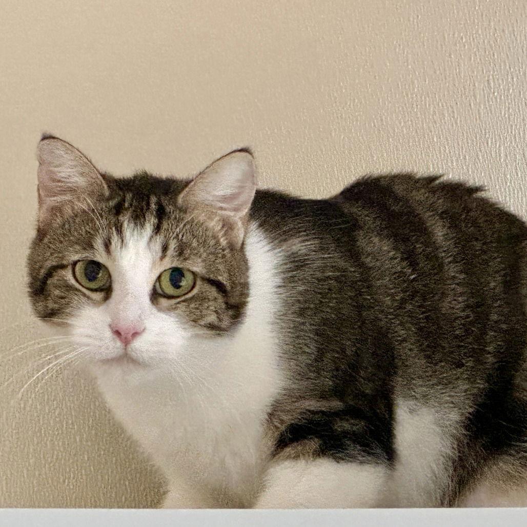 Ester, a Adoptable Domestic Short Hair in Dallas, TX image 2/3