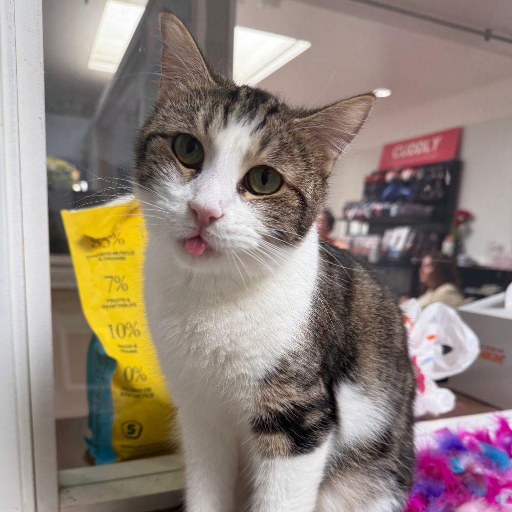Ester, a Adoptable Domestic Short Hair in Dallas, TX image 3/3