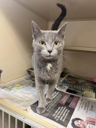 Betty Boop, Adoptable, Adult Female Domestic Short Hair & Domestic Short Hair.
