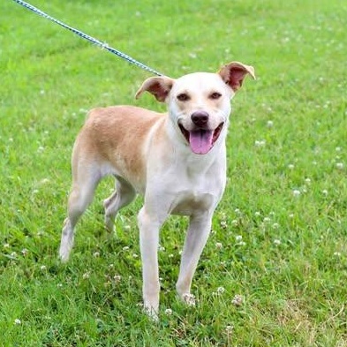 Tiffy - Waived Adoption