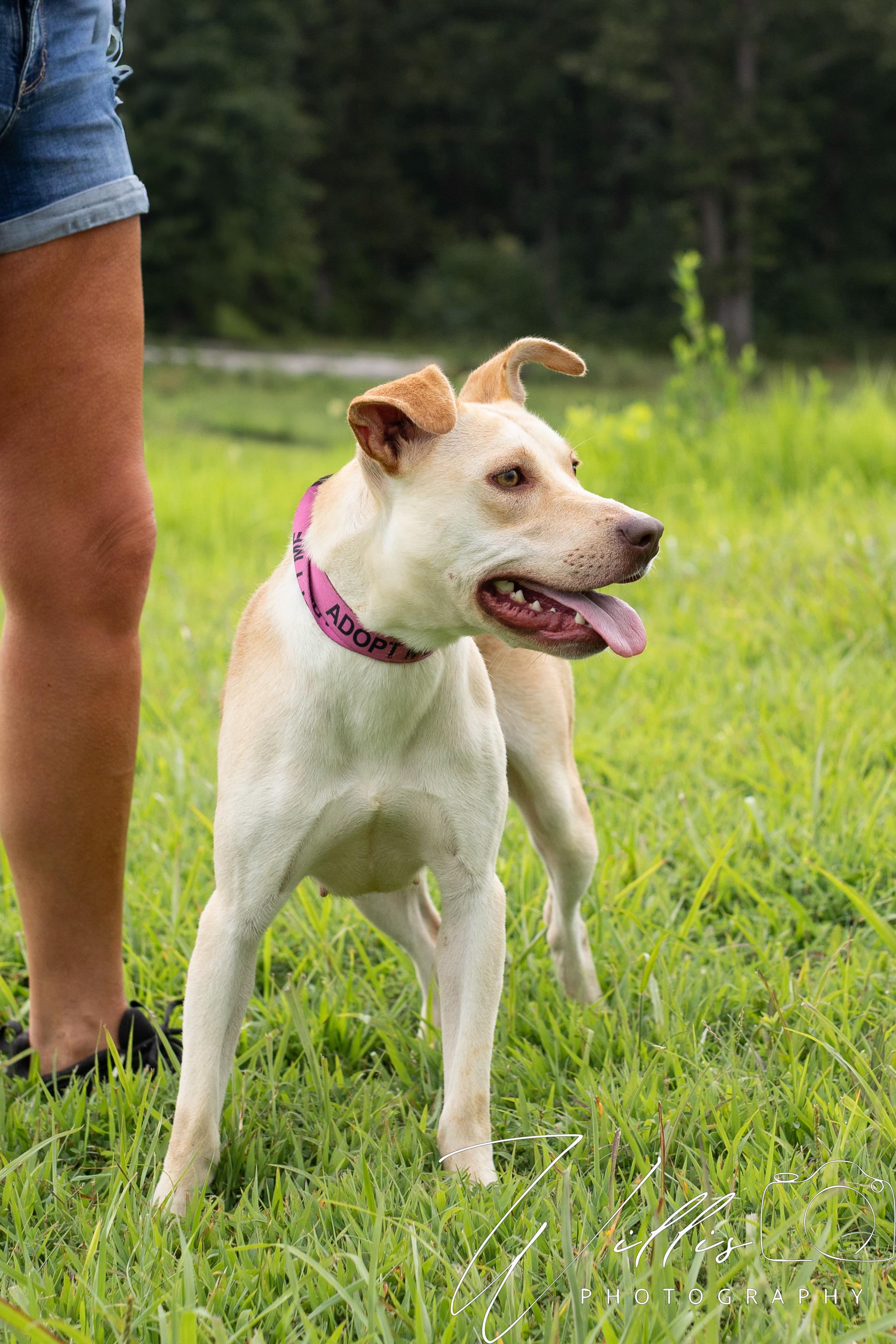 Tiffy - Waived Adoption