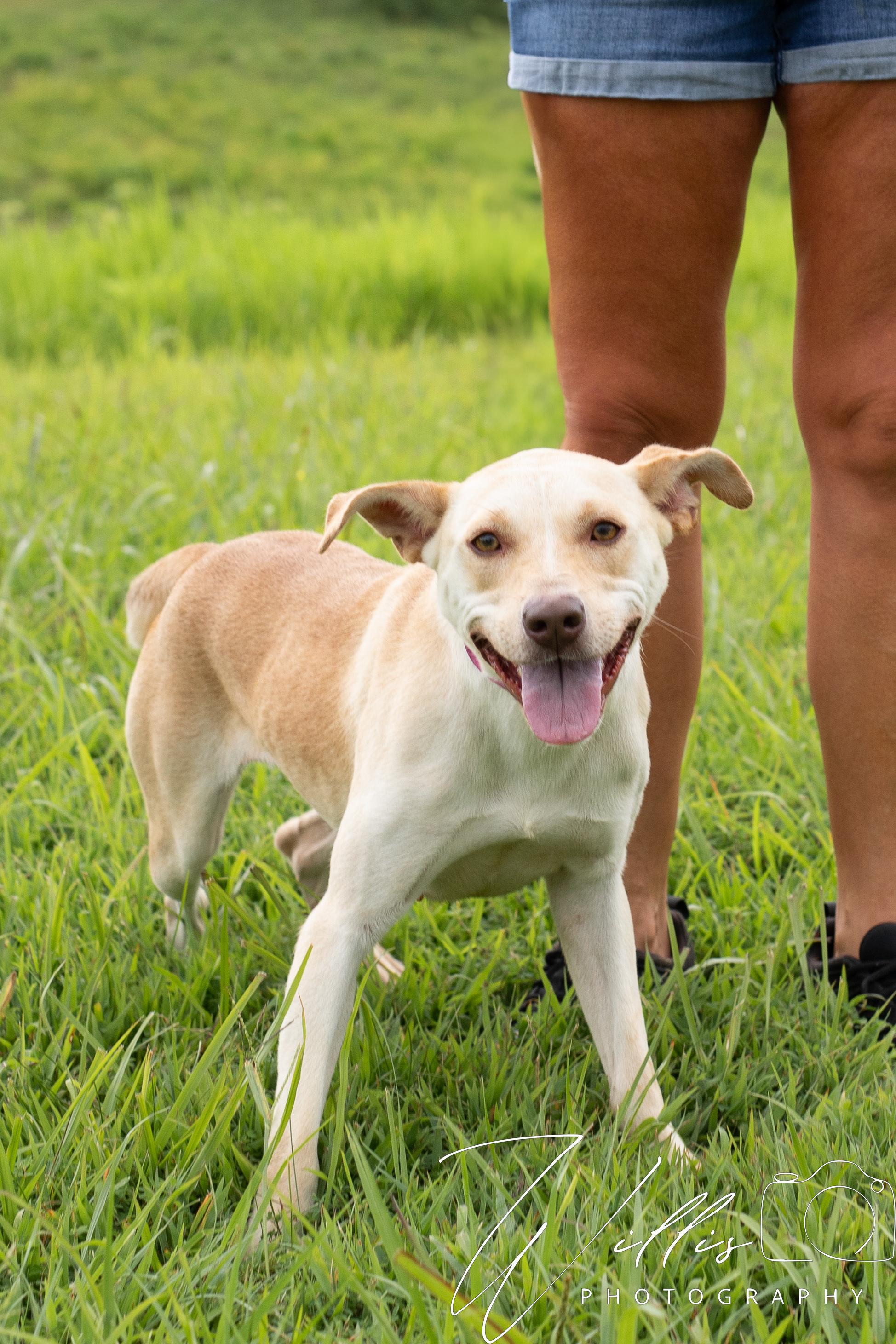 Tiffy - Waived Adoption