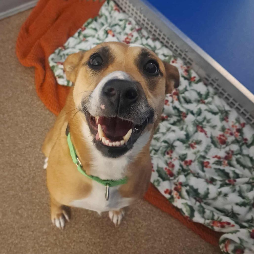 Enlarge Solara, a Adoptable Mixed Breed in Ballston Spa, NY image 2/6