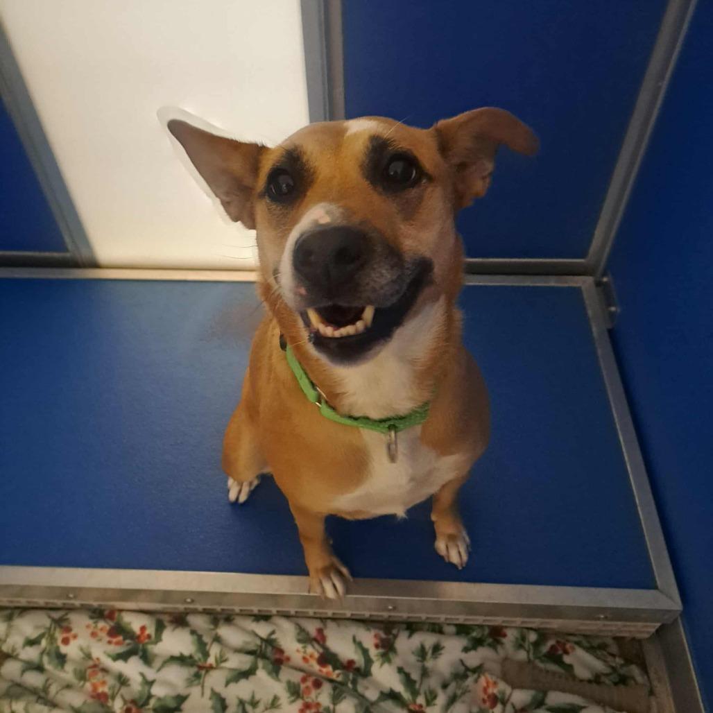 Enlarge Solara, a Adoptable Mixed Breed in Ballston Spa, NY image 4/6