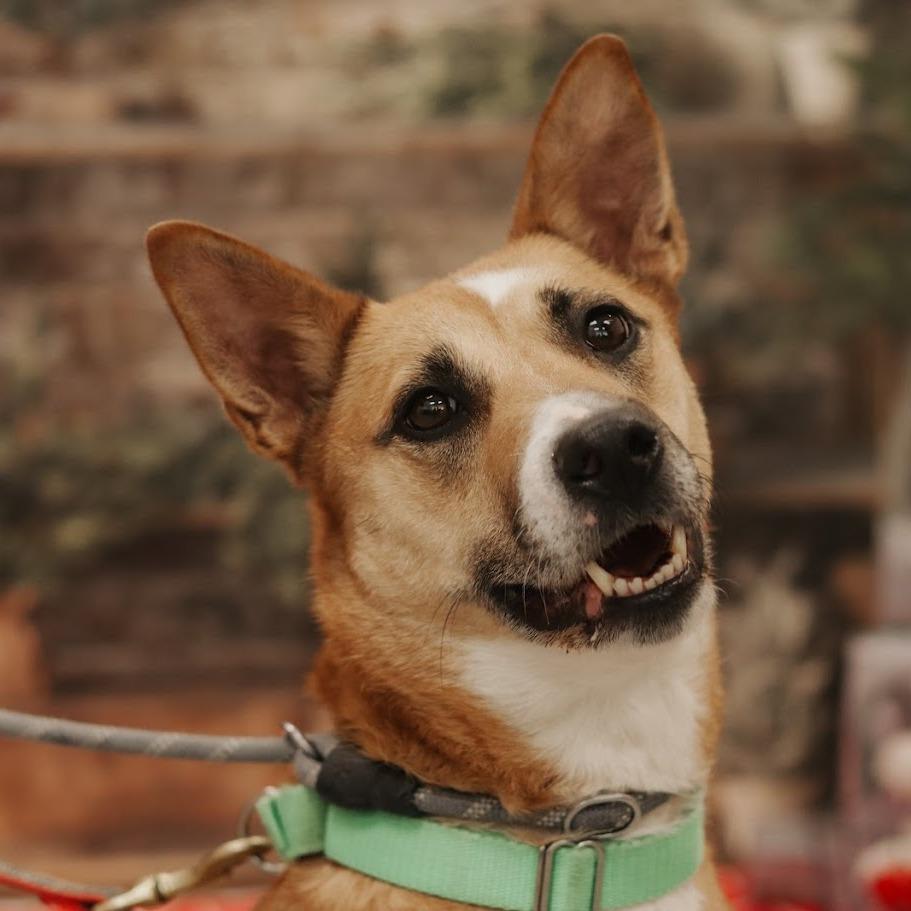 Enlarge Solara, a Adoptable Mixed Breed in Ballston Spa, NY image 5/6