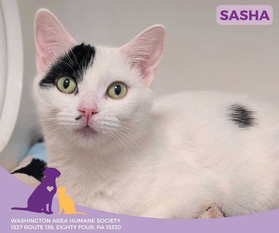 Sasha, Adoptable, Adult Female Domestic Short Hair.