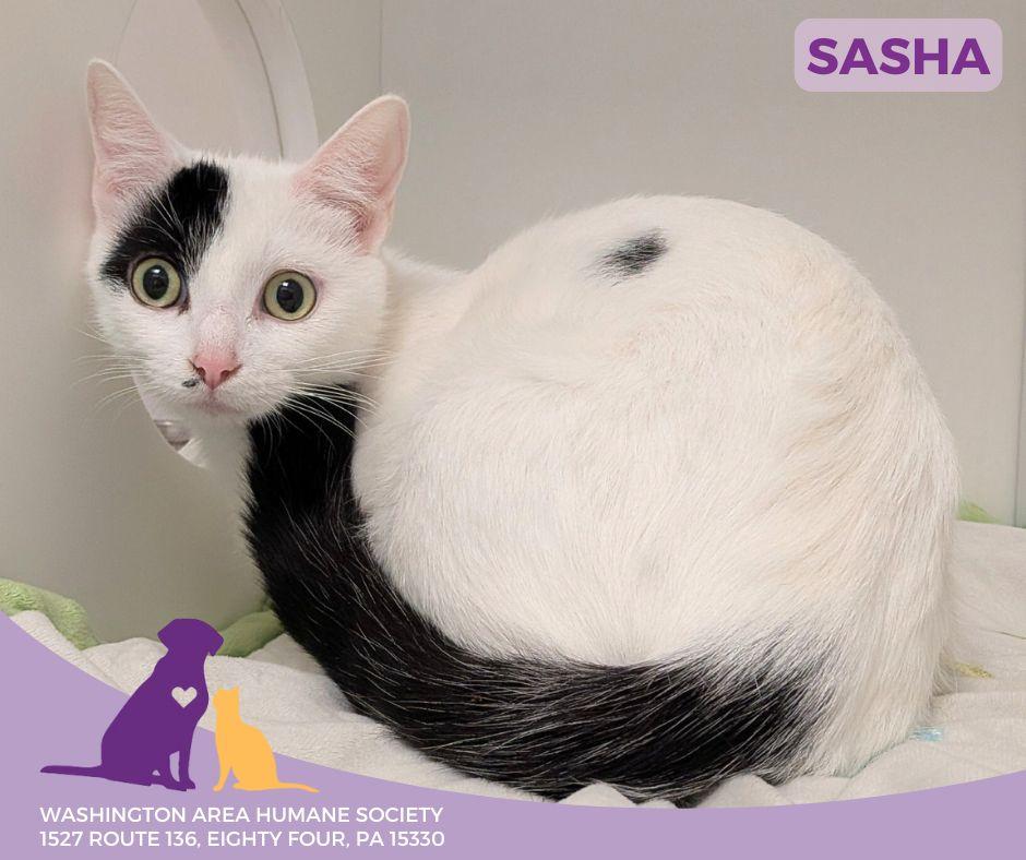 Sasha, Adoptable, Adult Female Domestic Short Hair.