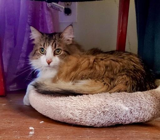 Enlarge Figaro, a ADOPTABLE Domestic Long Hair in BLACK MOUNTAIN, NC image 1/4