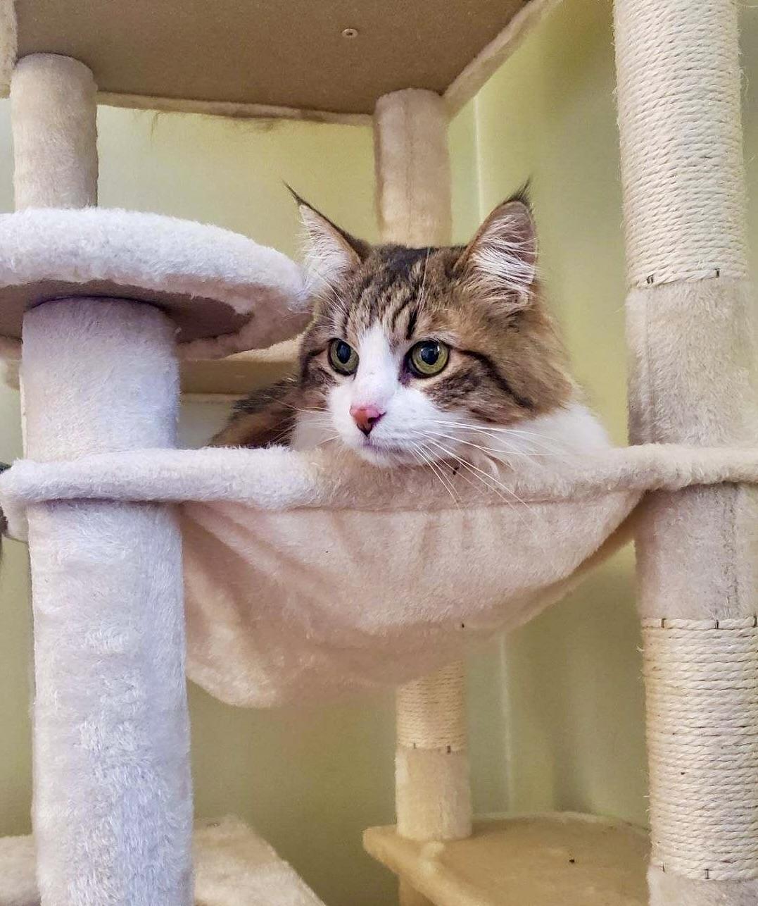 Enlarge Figaro, a ADOPTABLE Domestic Long Hair in BLACK MOUNTAIN, NC image 2/4