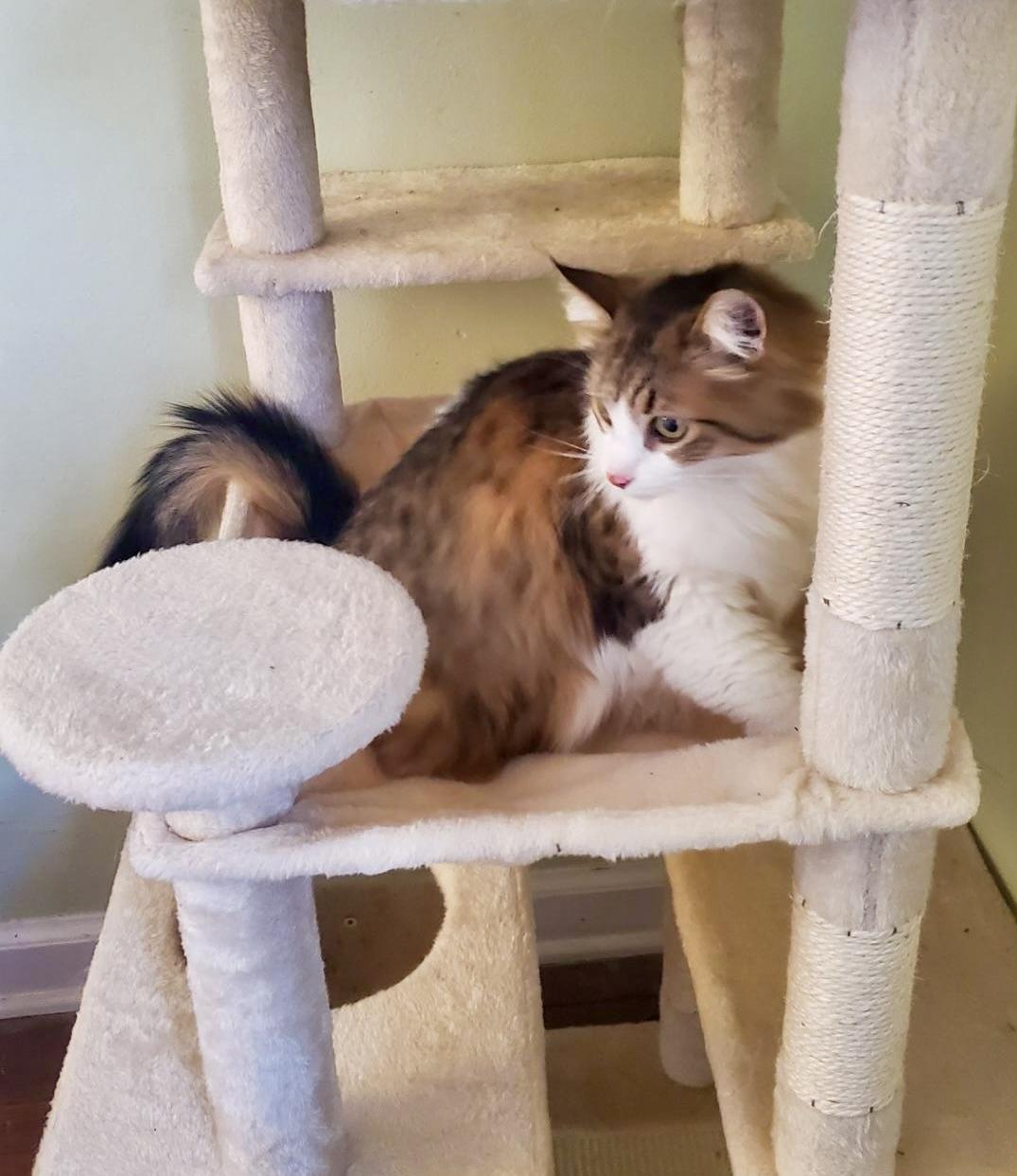 Enlarge Figaro, a ADOPTABLE Domestic Long Hair in BLACK MOUNTAIN, NC image 3/4