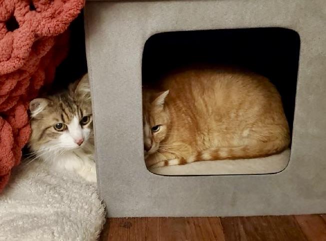 Figaro — thumbnail 4