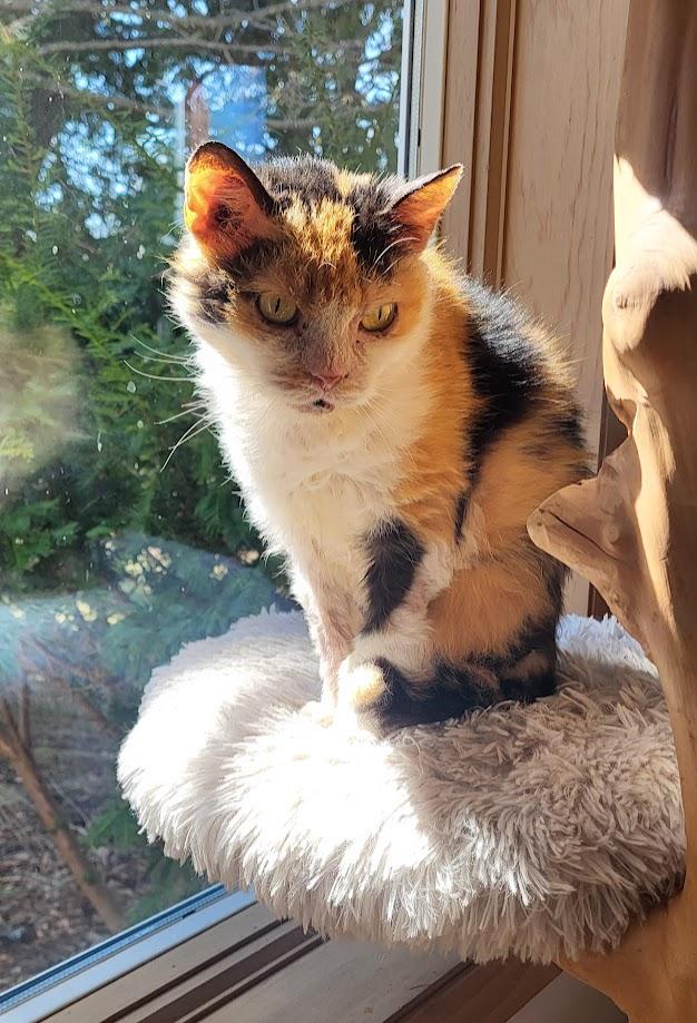 Enlarge Minion, a ADOPTABLE Domestic Short Hair in Milwaukee, WI image 3/6