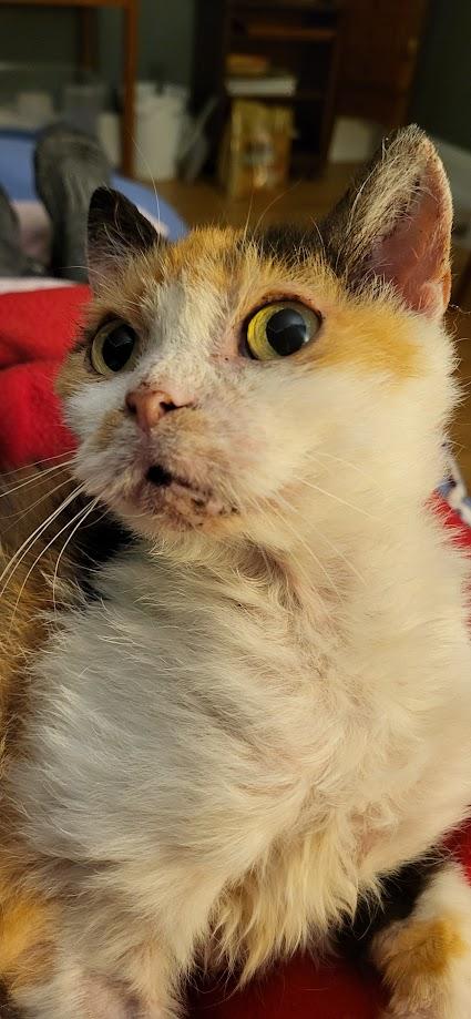 Enlarge Minion, a ADOPTABLE Domestic Short Hair in Milwaukee, WI image 5/6