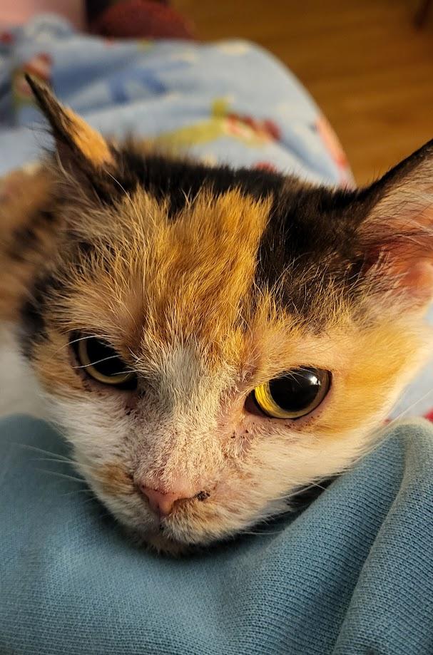 Enlarge Minion, a ADOPTABLE Domestic Short Hair in Milwaukee, WI image 2/6
