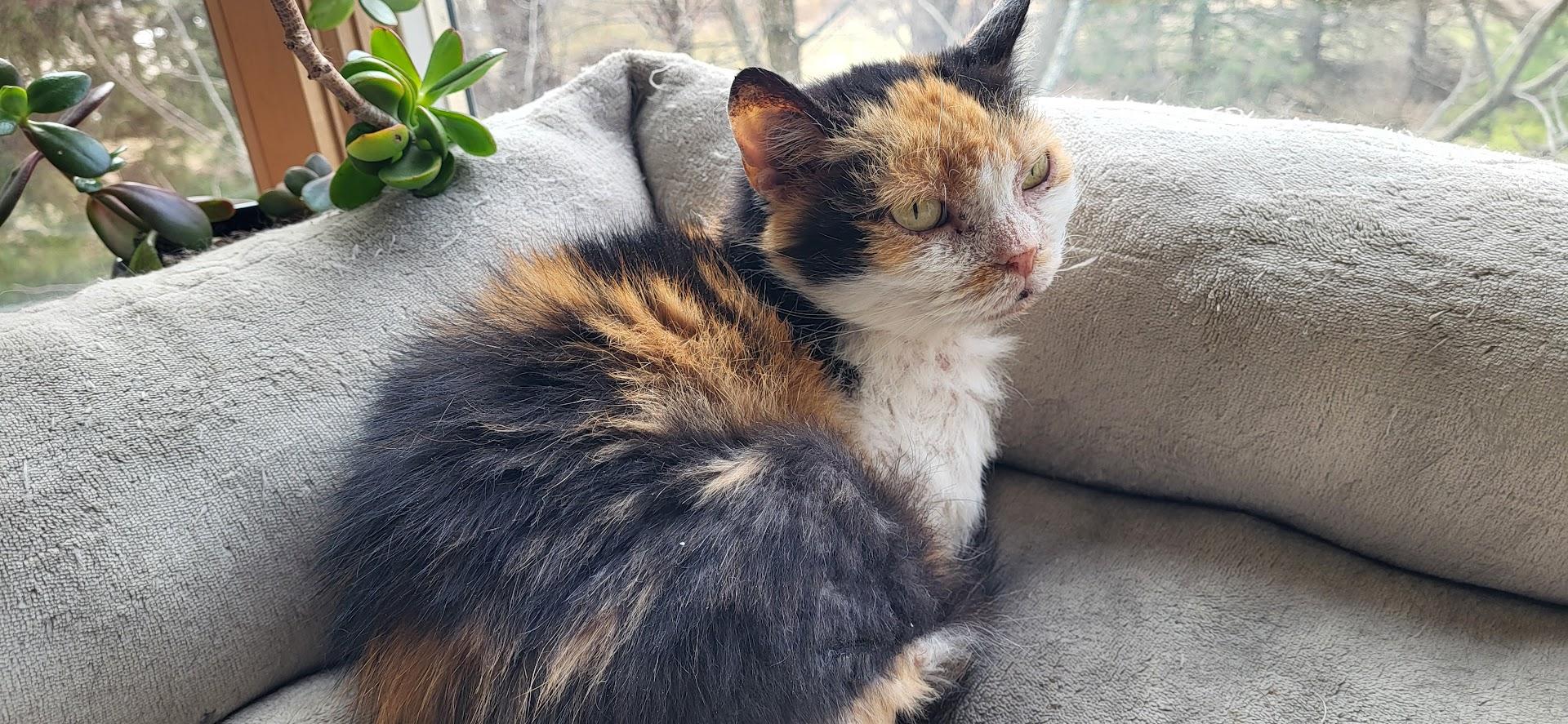 Minion, ADOPTABLE, Senior Female Domestic Short Hair.