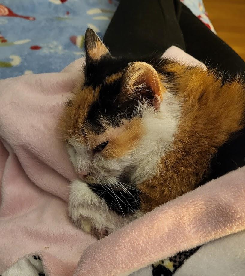 Enlarge Minion, a ADOPTABLE Domestic Short Hair in Milwaukee, WI image 4/6
