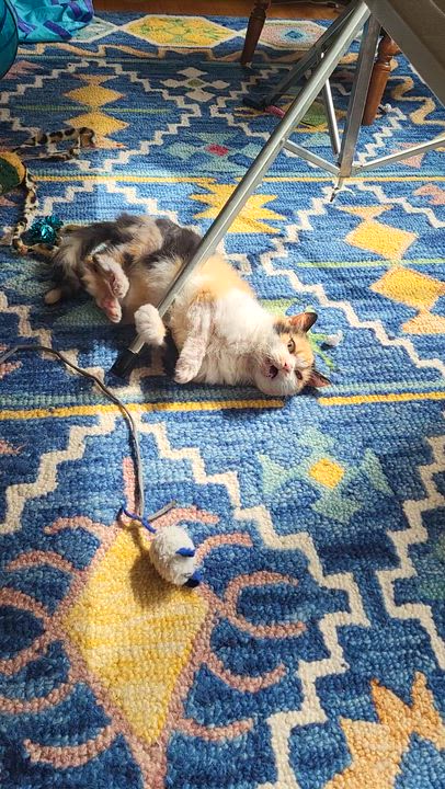 Enlarge Minion, a ADOPTABLE Domestic Short Hair in Milwaukee, WI video 6/6