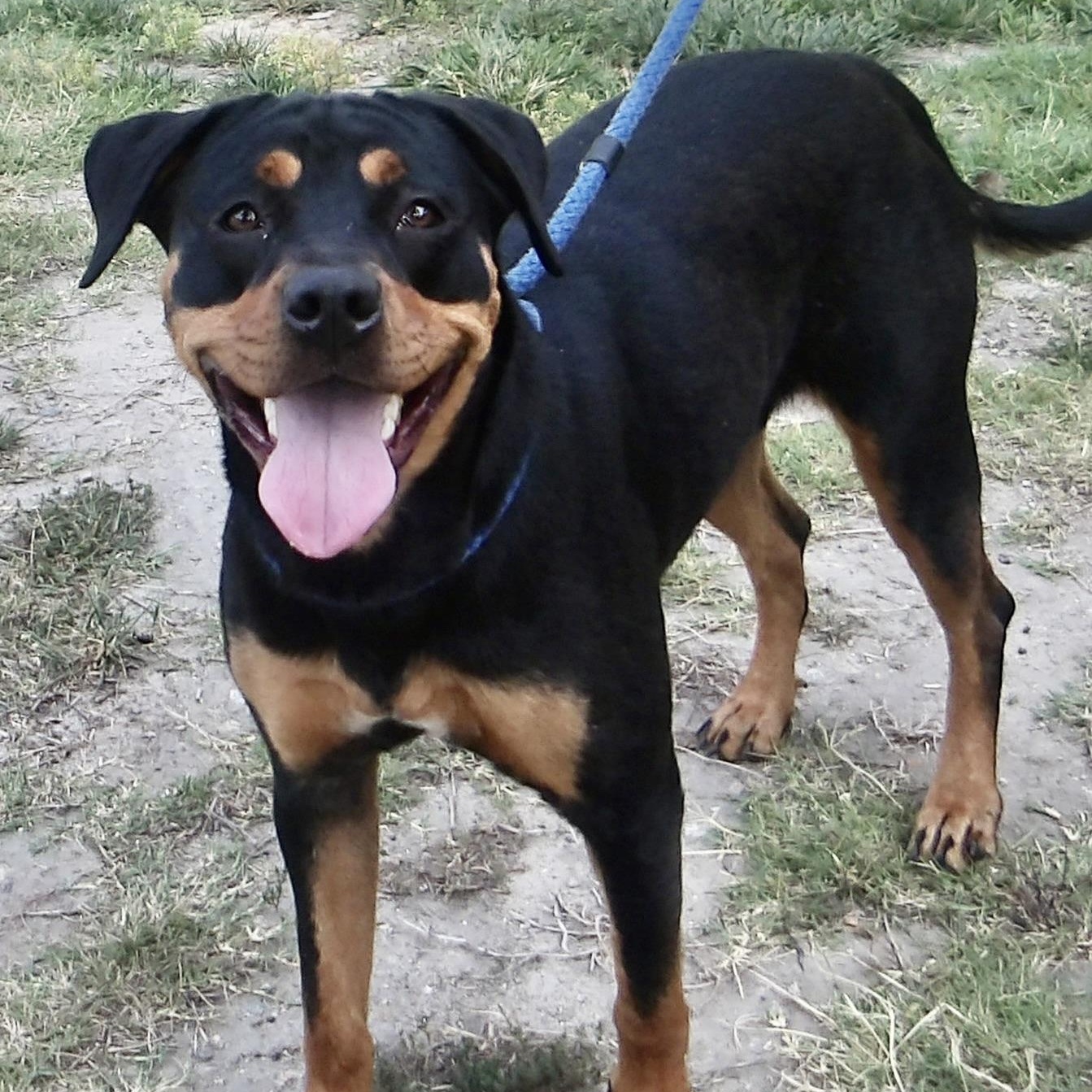 Vilolet, adopted, Young Female Rottweiler.