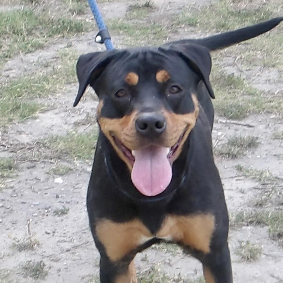 Enlarge Vilolet, an adopted Rottweiler in Gloucester, VA image 2/3