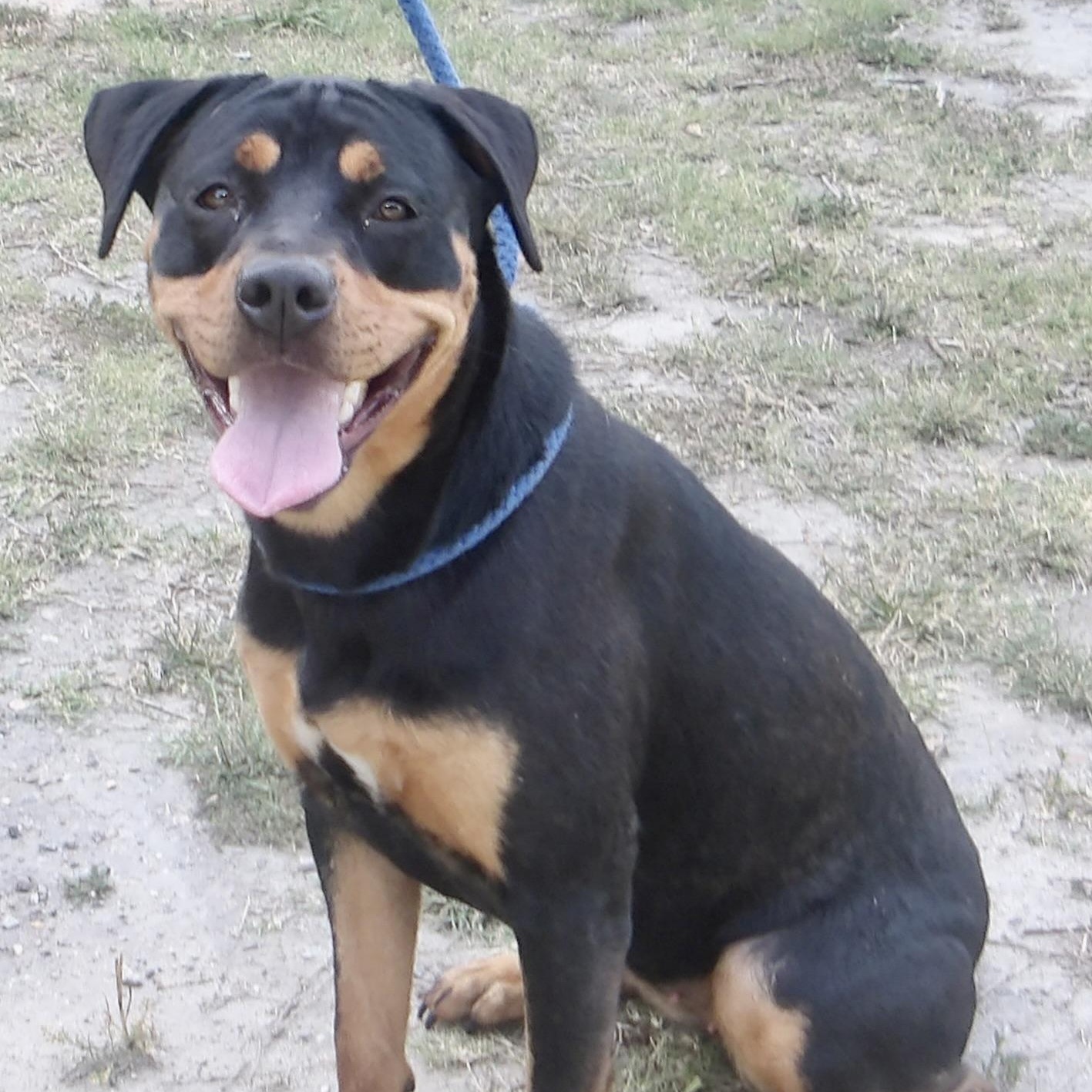 Enlarge Vilolet, an adopted Rottweiler in Gloucester, VA image 3/3