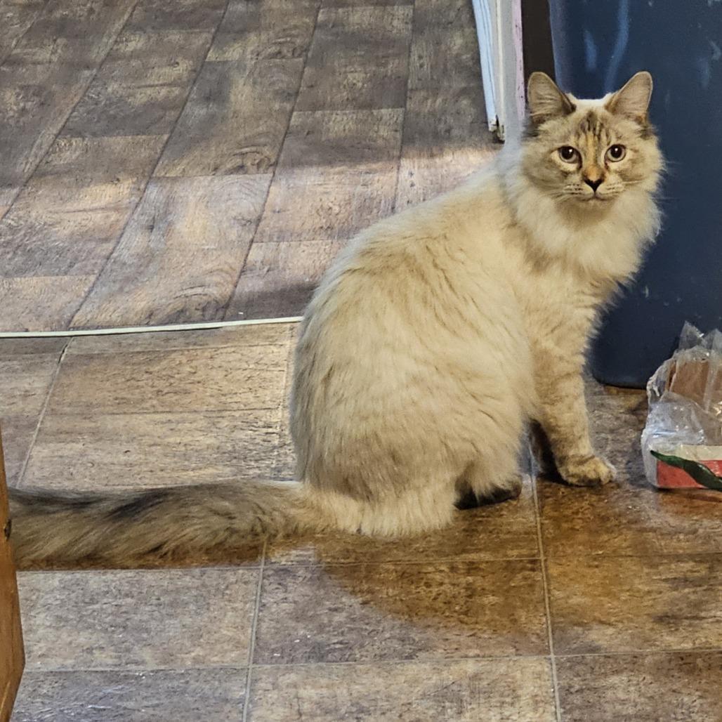 Farley, Adoptable, Young Female Domestic Long Hair.