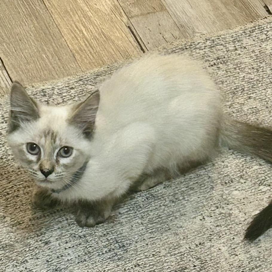 Farley, a Adoptable Domestic Long Hair in Tuscaloosa, AL image 2/2