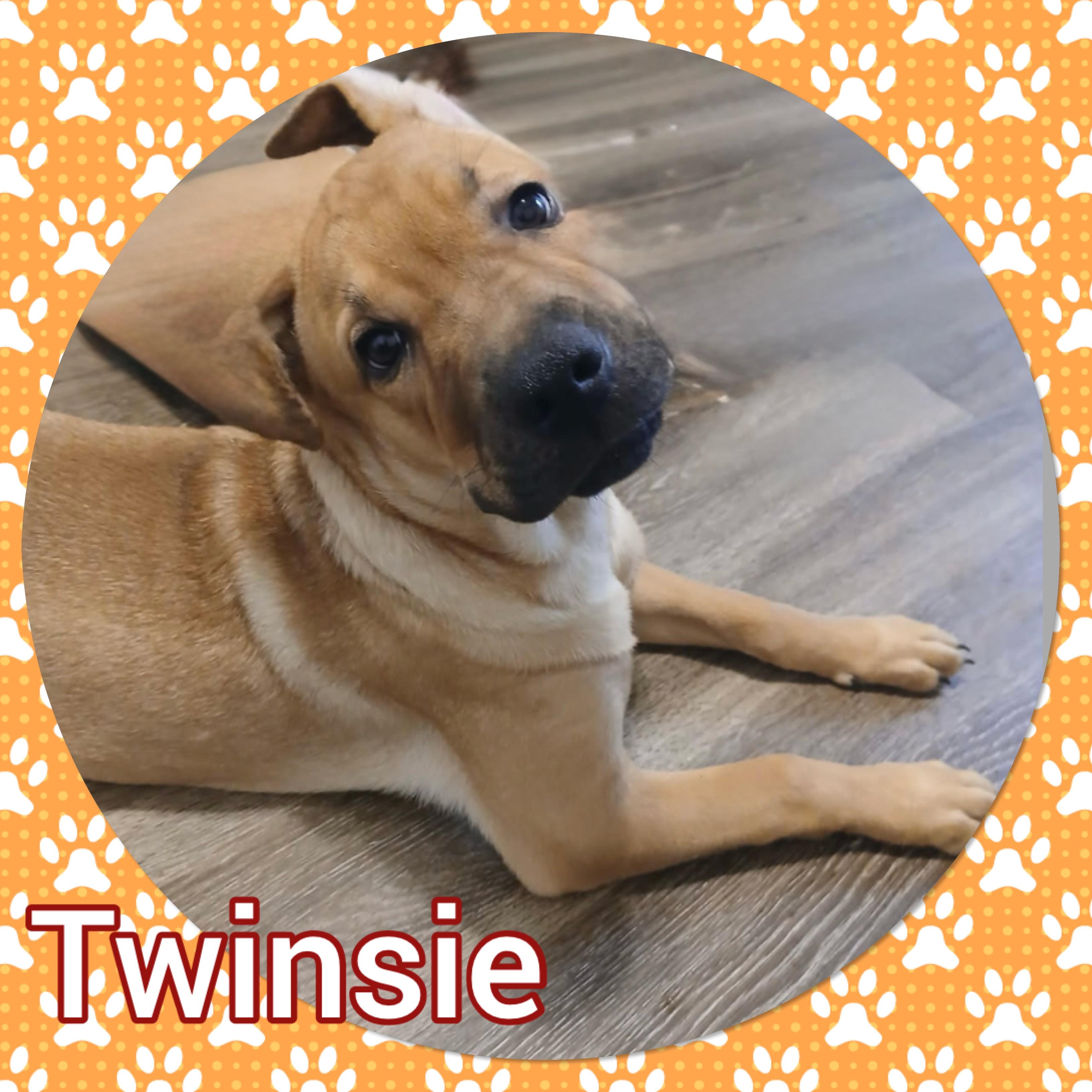 Enlarge Twinsie, an adopted mixed breed in Tucson, AZ image 1/1