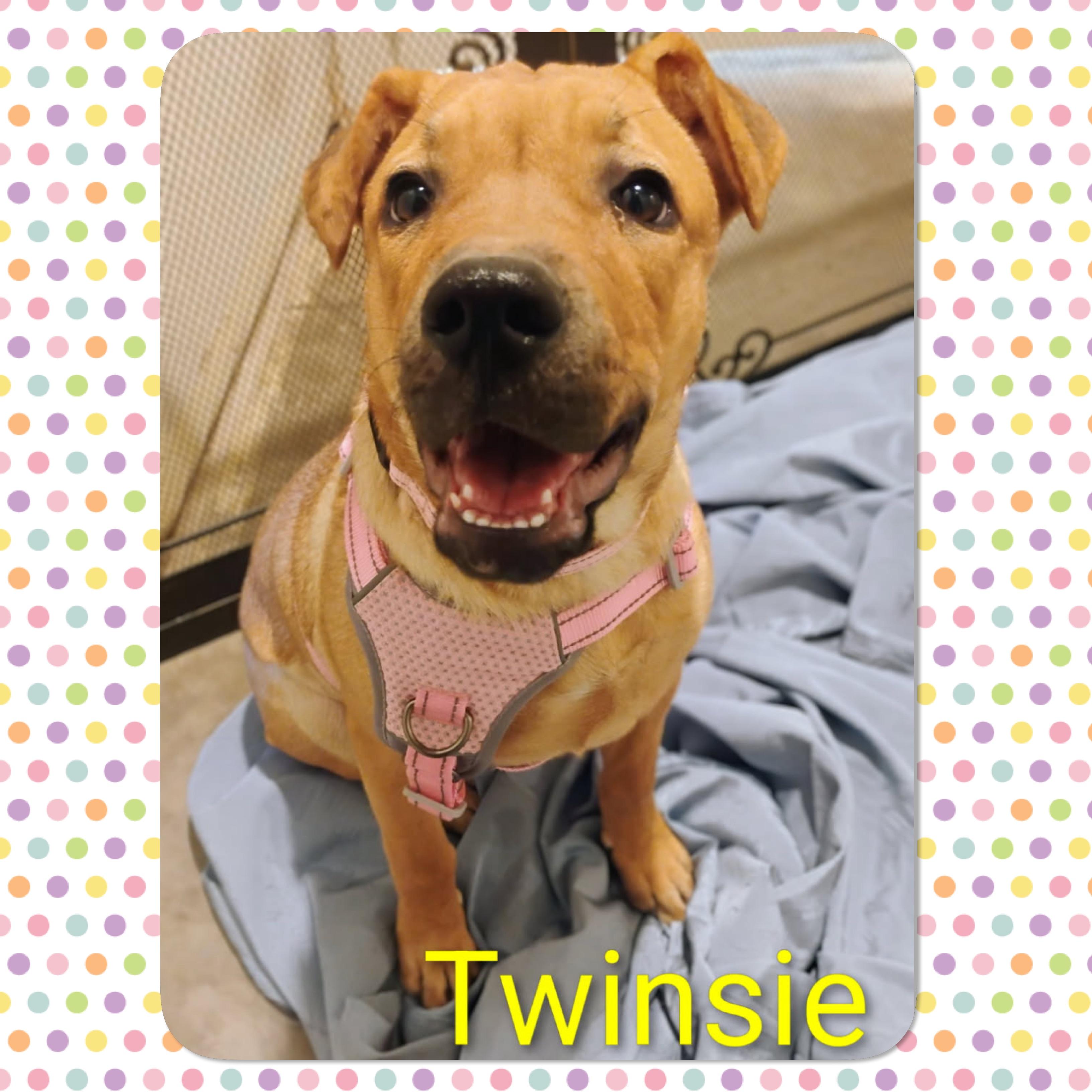 Enlarge Twinsie, a Adoptable mixed breed in Tucson, AZ image 1/1