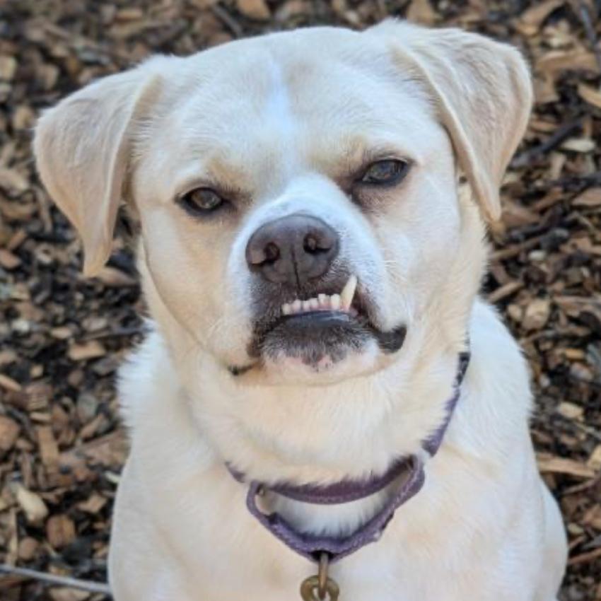 Leigh**, Adoptable, Senior Female Labrador Retriever & Pug.