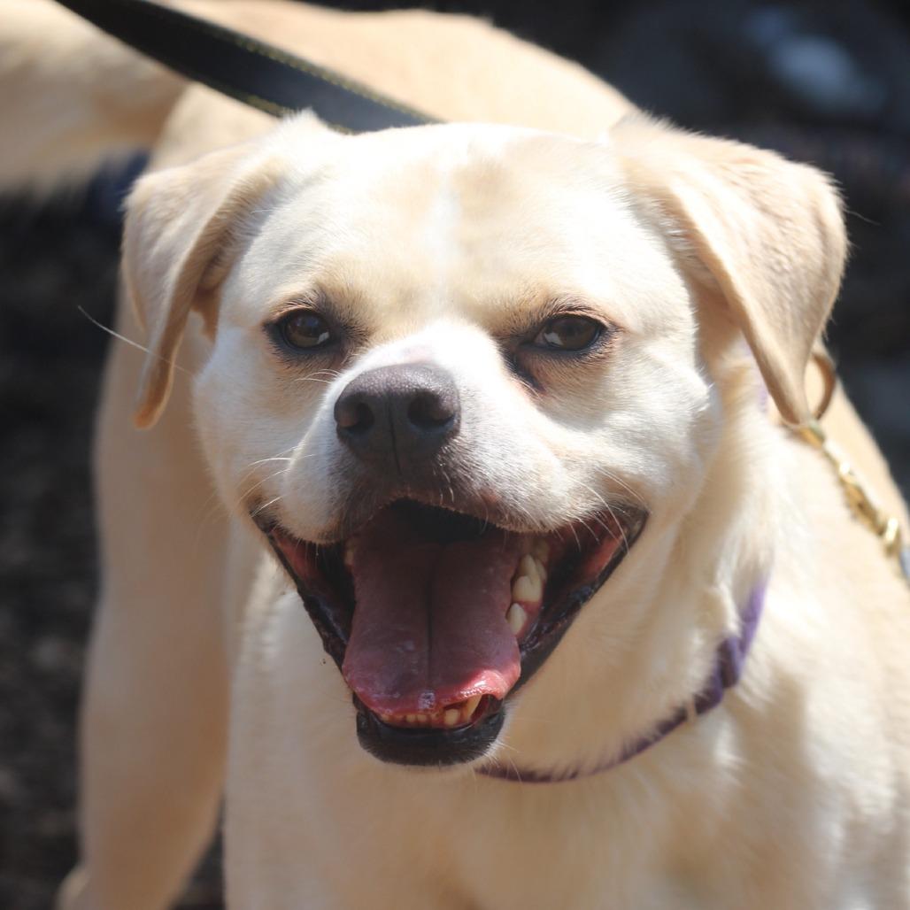 Leigh**, a Adoptable mixed breed in Briarcliff Manor, NY image 2/4