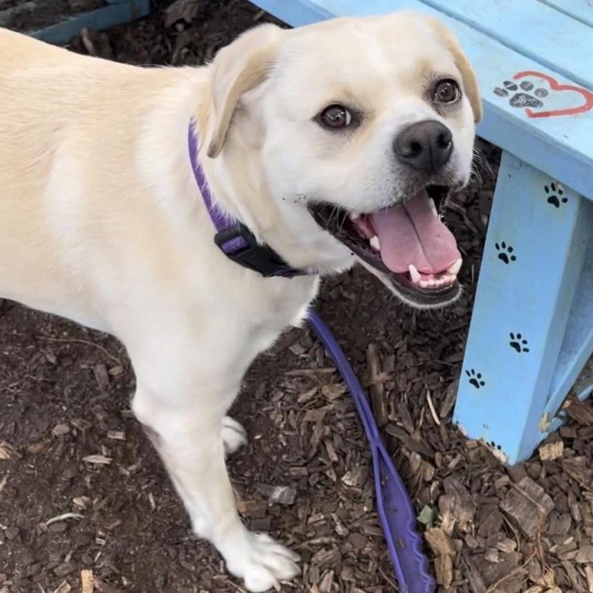 Leigh**, a Adoptable mixed breed in Briarcliff Manor, NY image 3/4