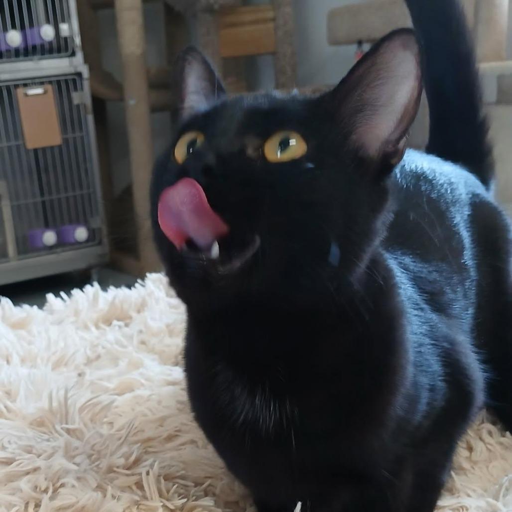 Dawn, Adoptable, Young Female Domestic Short Hair.