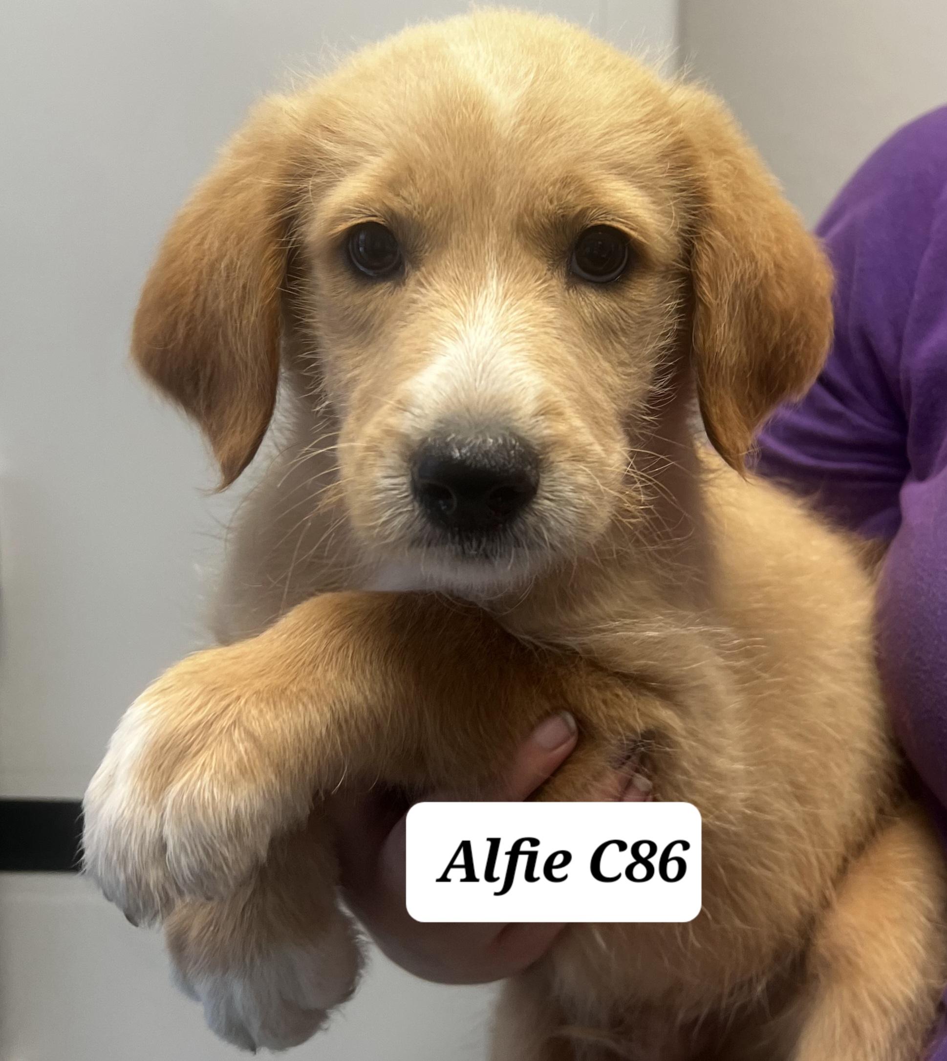 Alfie, ADOPTABLE, Puppy Male Poodle & Shepherd.