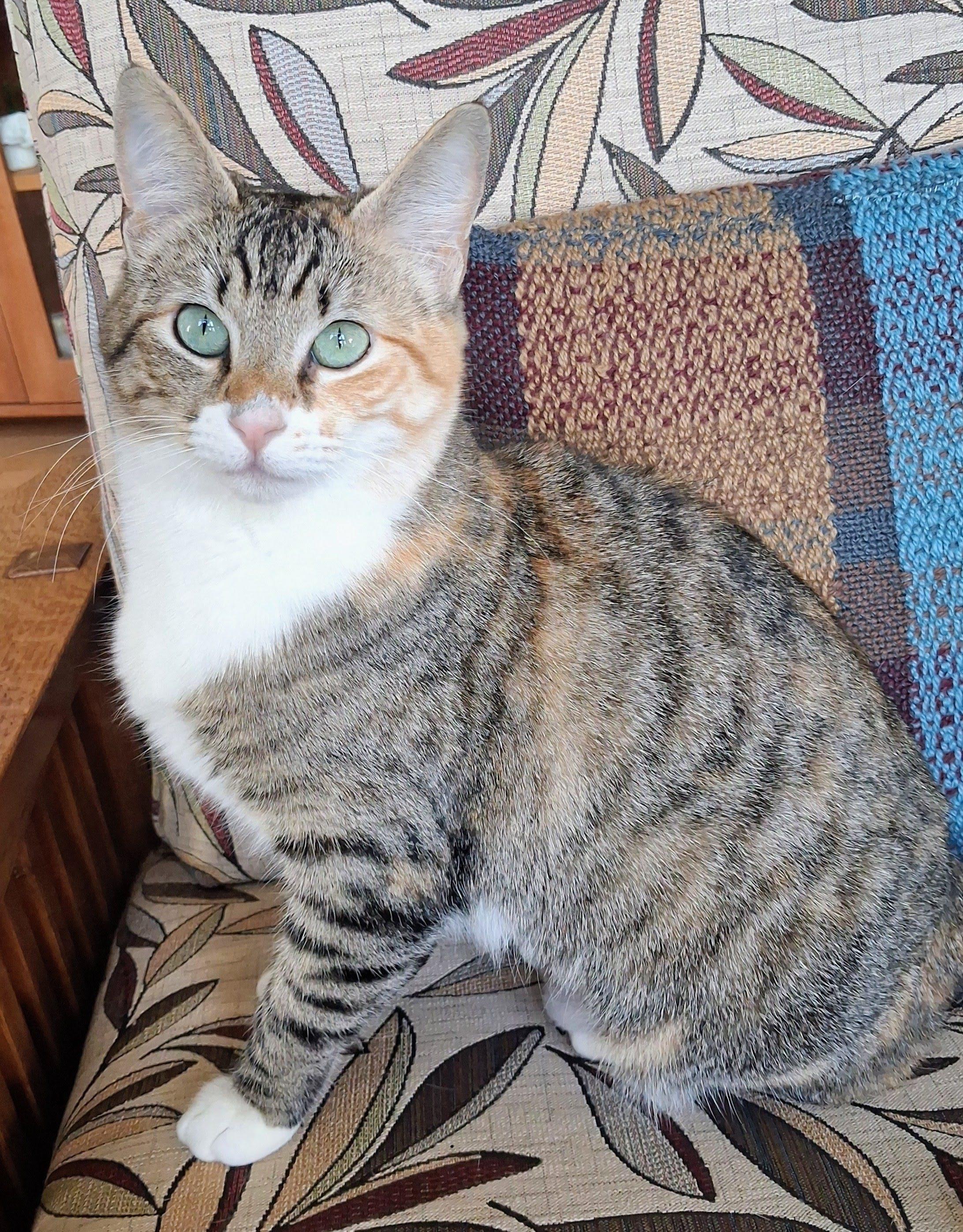 Enlarge Tipper, a ADOPTABLE mixed breed in Bow, WA image 1/5