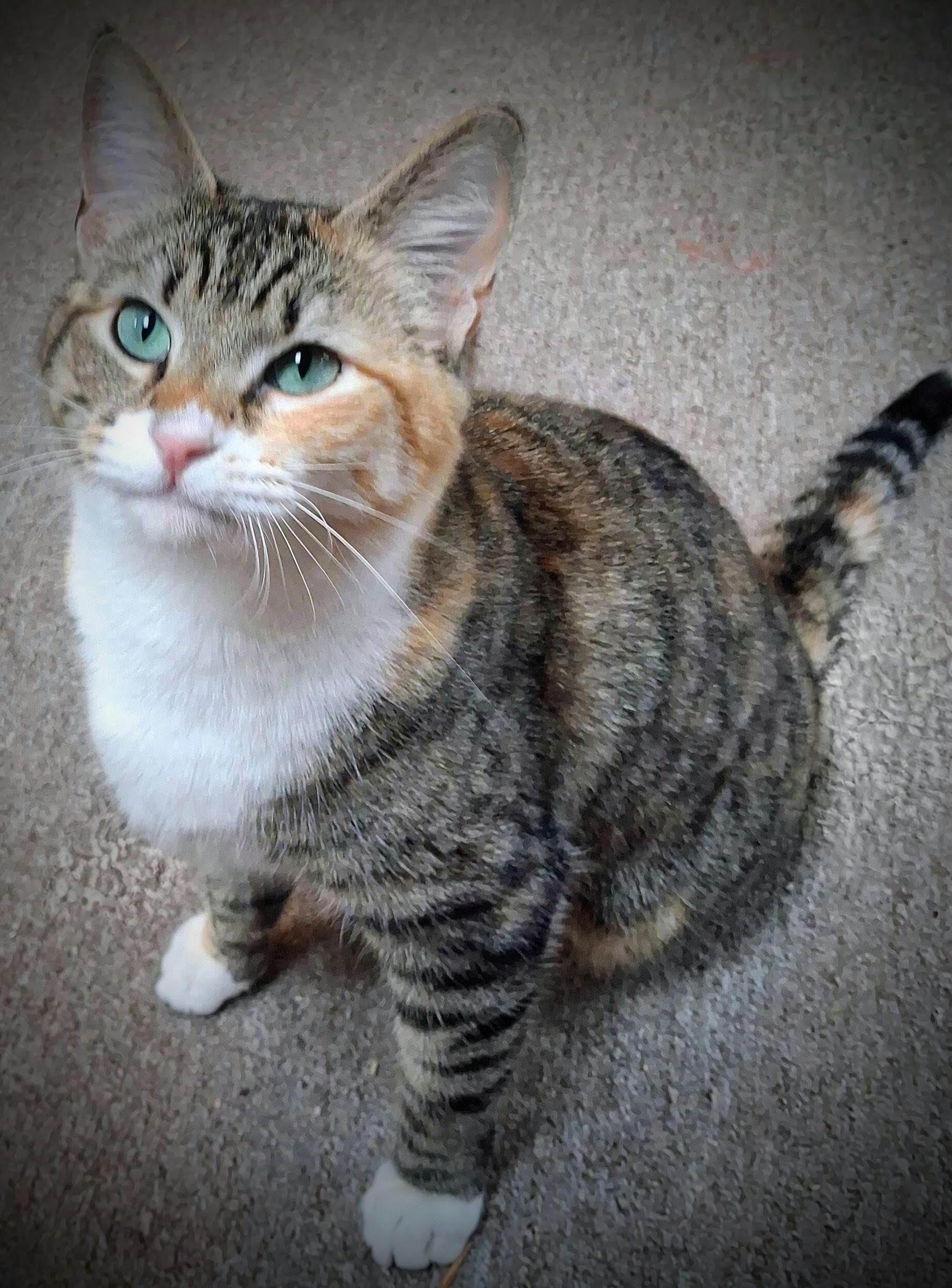 Enlarge Tipper, a ADOPTABLE mixed breed in Bow, WA image 2/5