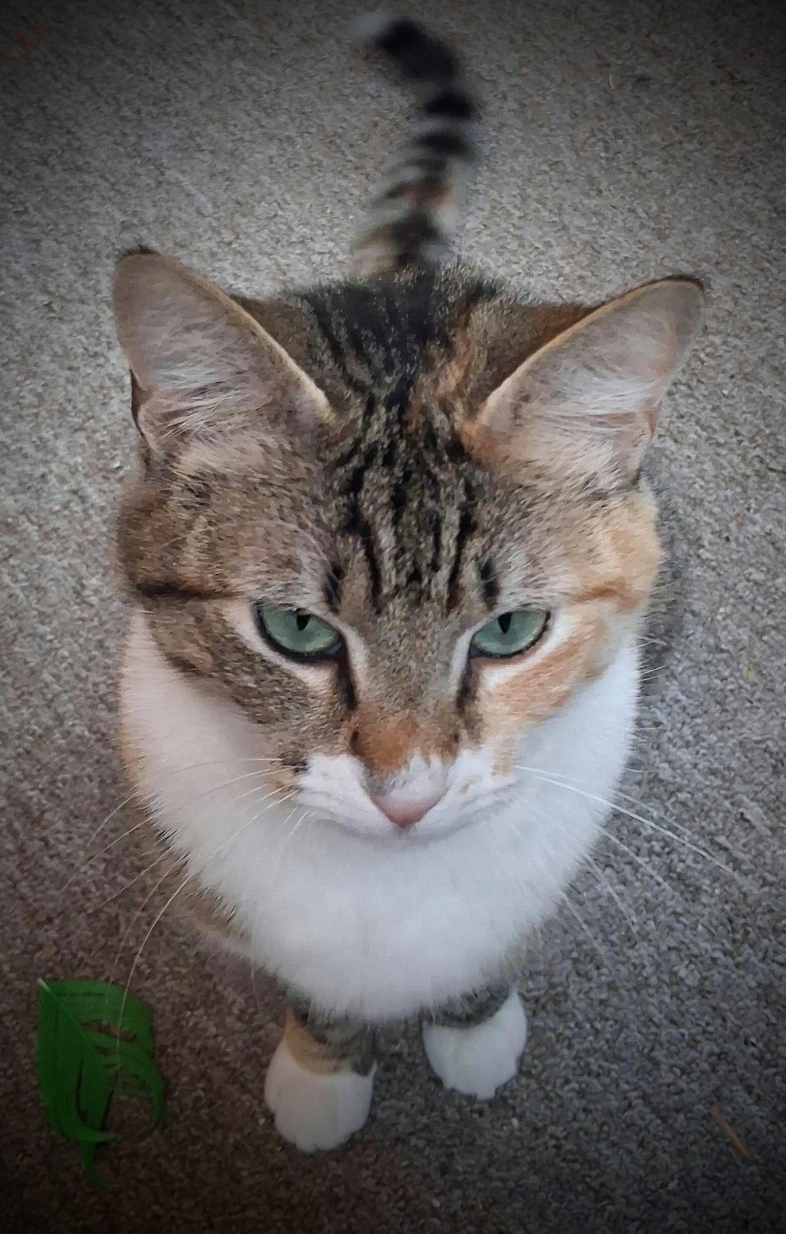 Enlarge Tipper, a ADOPTABLE mixed breed in Bow, WA image 4/5