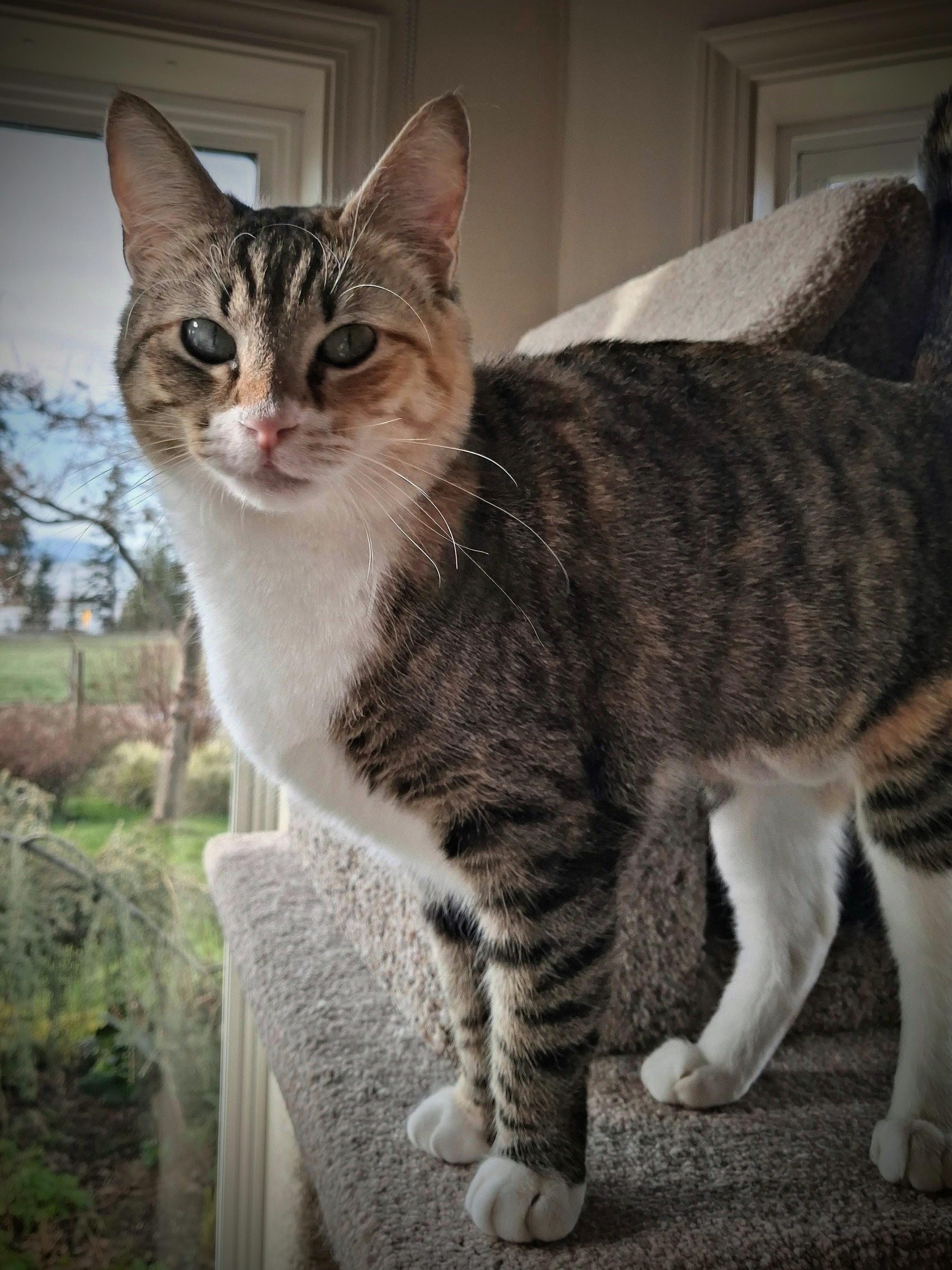 Enlarge Tipper, a ADOPTABLE mixed breed in Bow, WA image 3/5