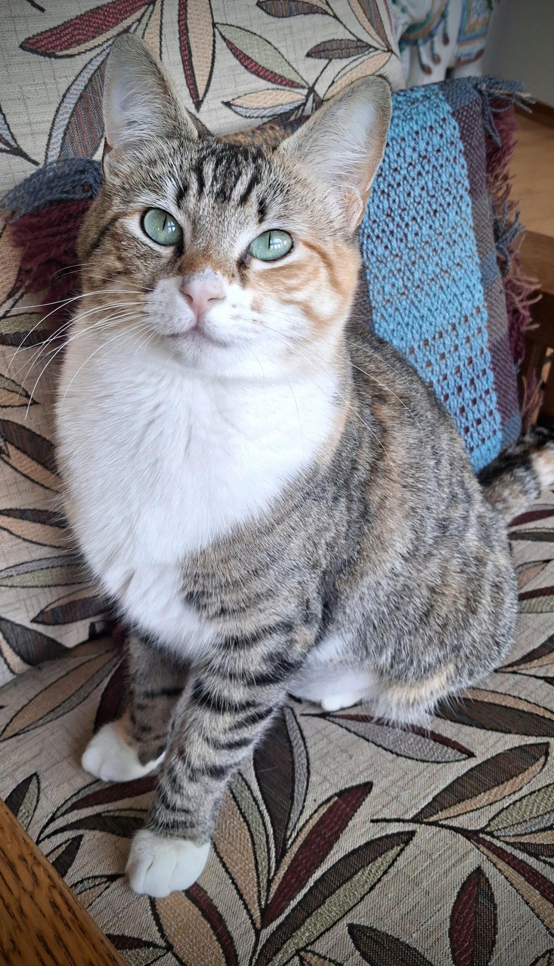 Enlarge Tipper, a ADOPTABLE mixed breed in Bow, WA image 5/5