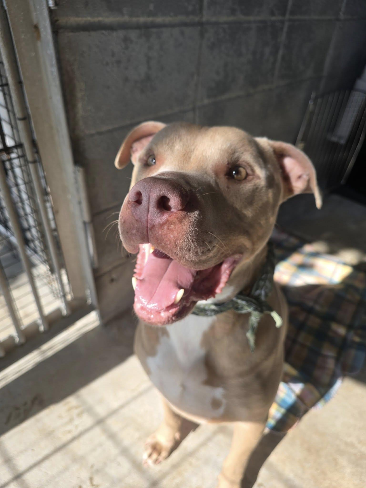 Enlarge Rambo - Big Head, Big Heart, a Adoptable Pit Bull Terrier in Oakhurst, NJ image 1/3