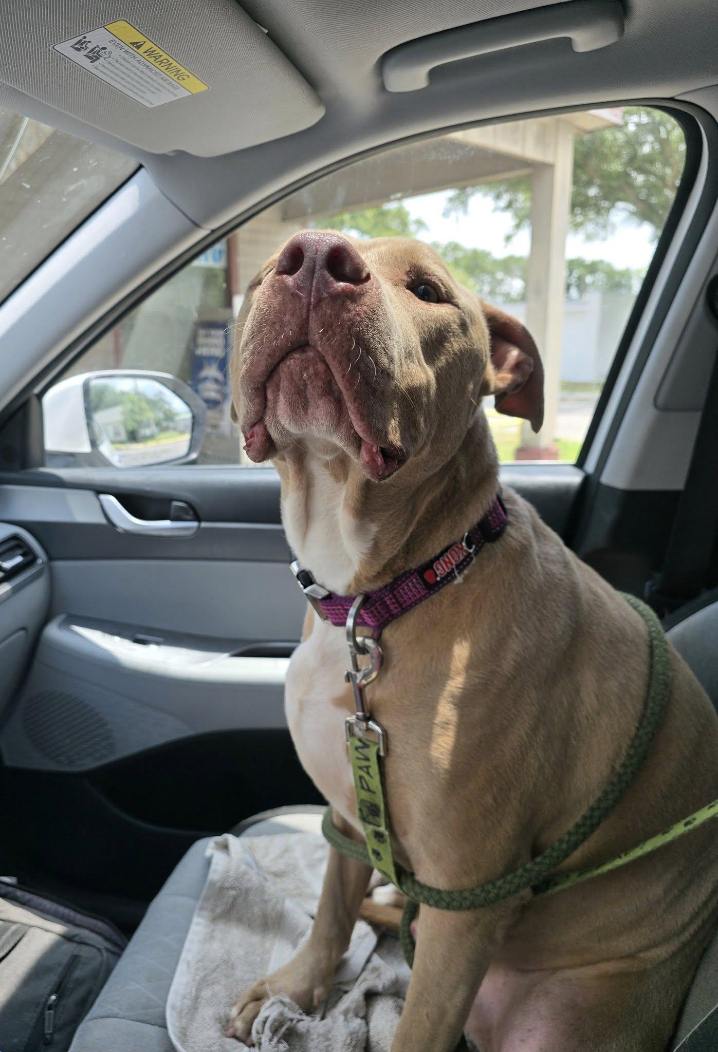 Enlarge Rambo - Big Head, Big Heart, a Adoptable Pit Bull Terrier in Oakhurst, NJ image 2/3