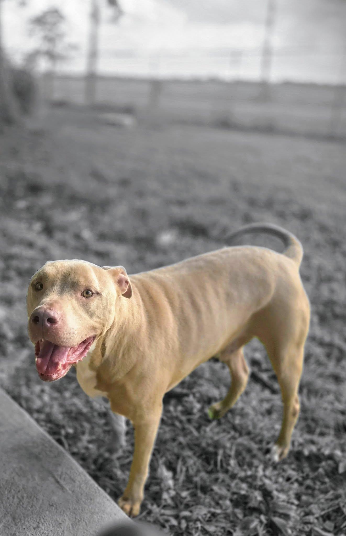 Enlarge Rambo - Big Head, Big Heart, a Adoptable Pit Bull Terrier in Oakhurst, NJ image 3/3