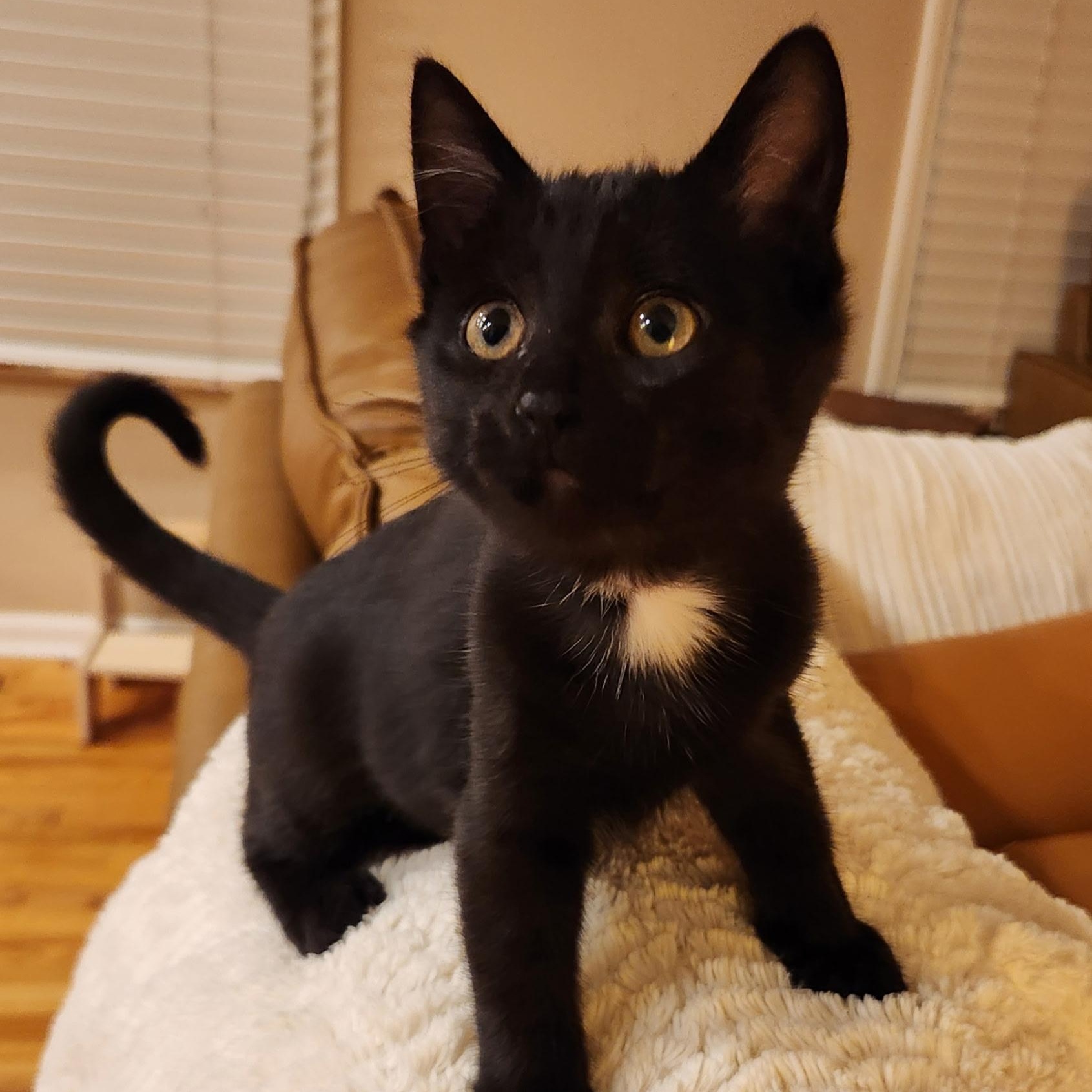 Lavender, Adoptable, Kitten Female Domestic Short Hair.